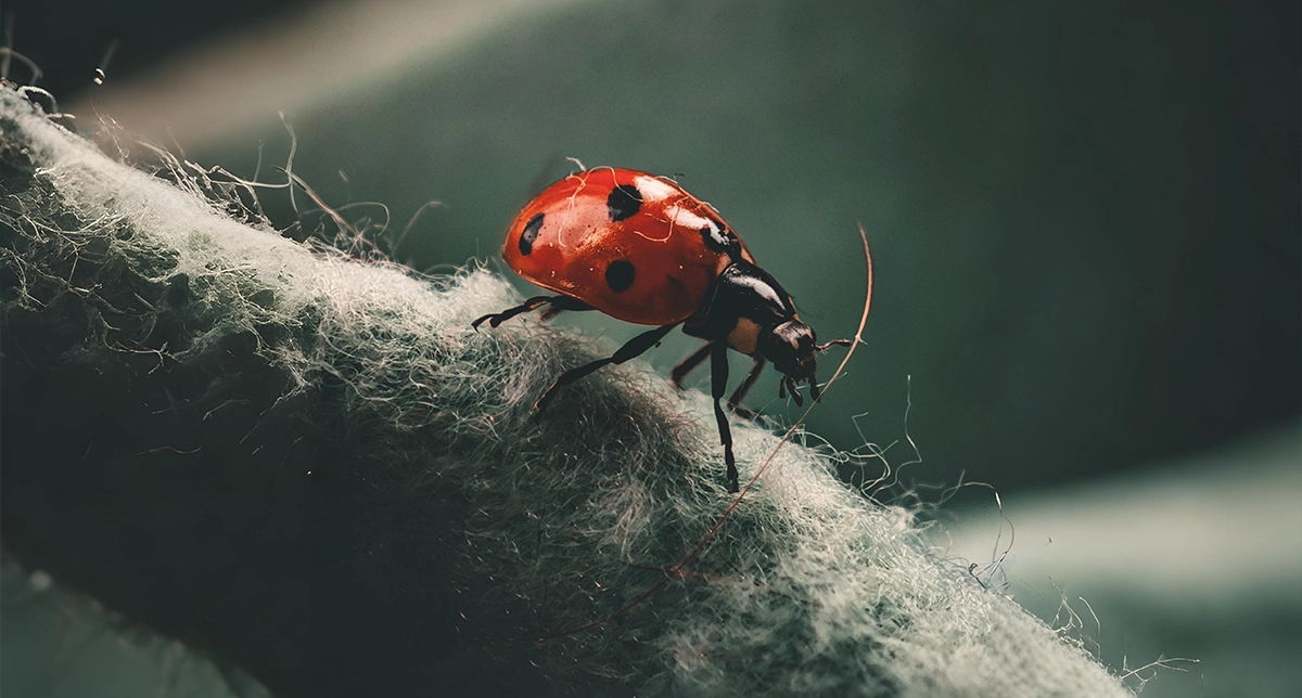 نمایش کیفیت زوم 5x در دوربین گوشی شیائومی 14 اولترا