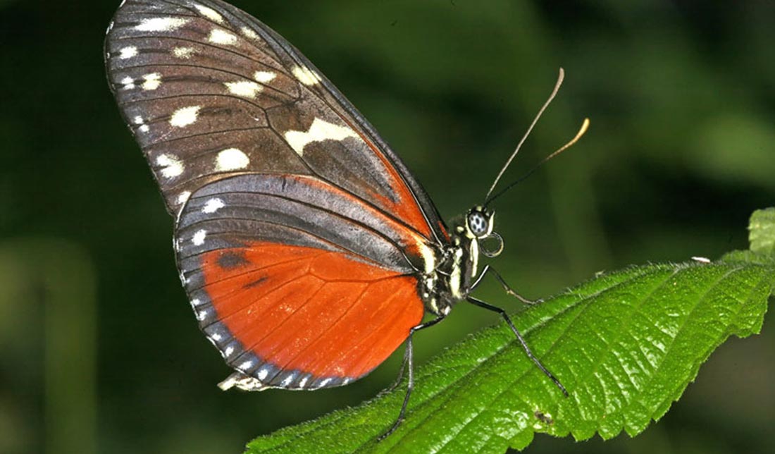 تصویر ثبت شده توسط لنز تشخیص عمق از پروانه بر روی برگ